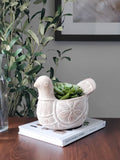 Terracotta pot - Spotted dove